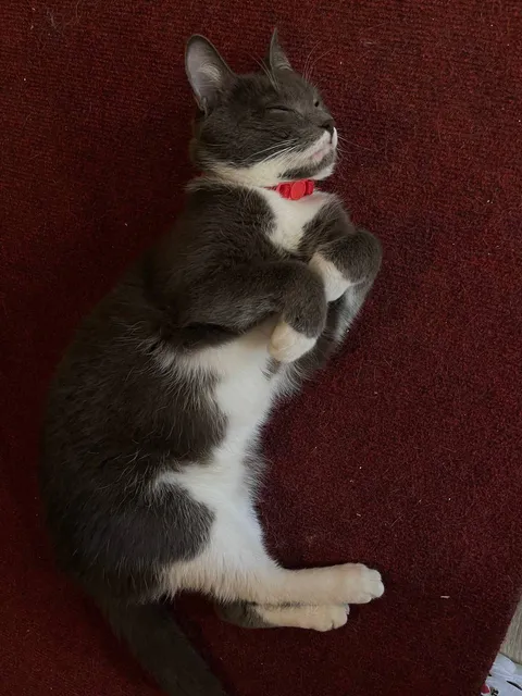 Кот Микки из котокафе — фото 5