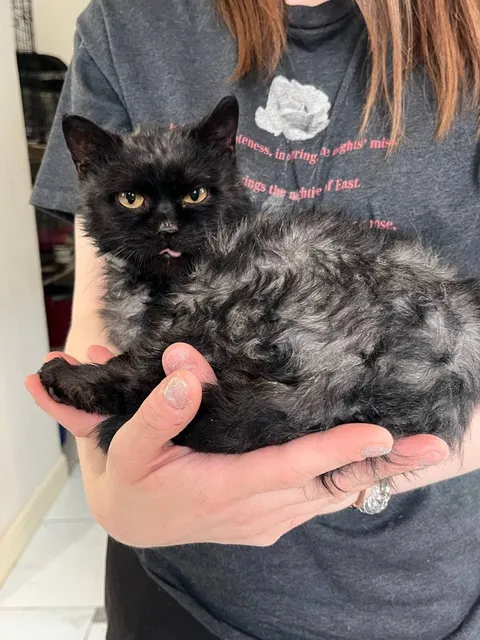 Кот Биба из котокафе — фото 7