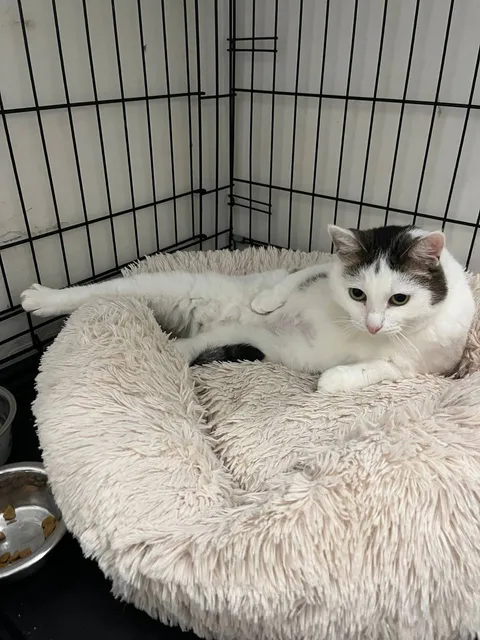 Кот Эшли из котокафе — фото 7