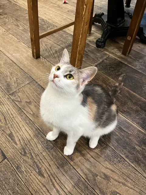 Кошка Юша из котокафе — фото 2
