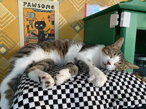 Кот Ярик из котокафе — фото 3
