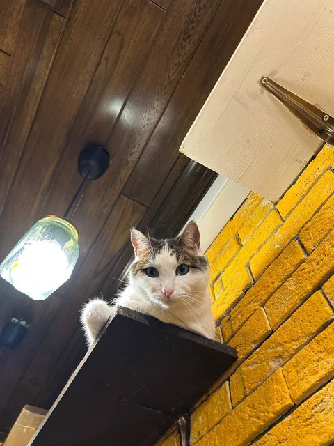 Кот Кефир из котокафе — фото 2