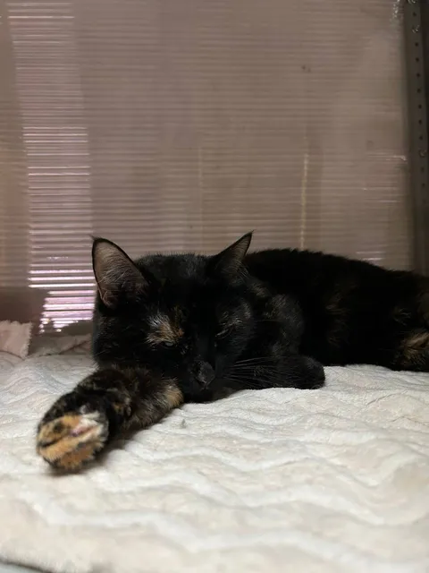 Кошка Таис из котокафе — фото 1