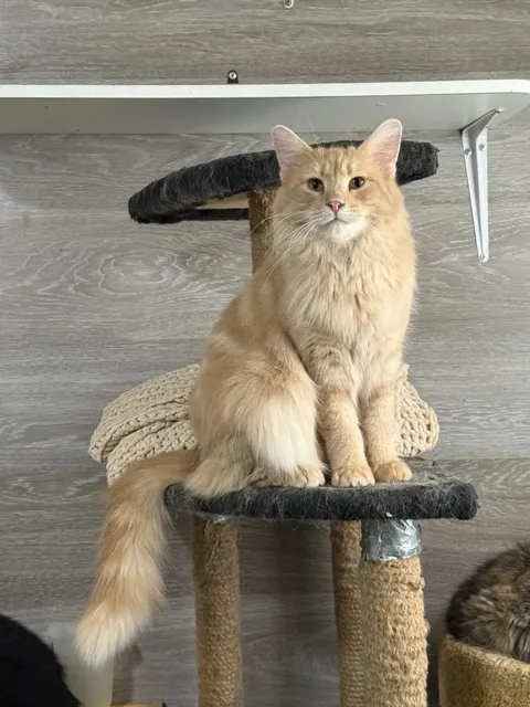 Кот Альберт из котокафе — фото 5