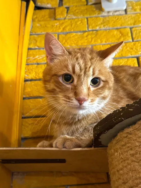 Кот Рычик из котокафе — фото 4