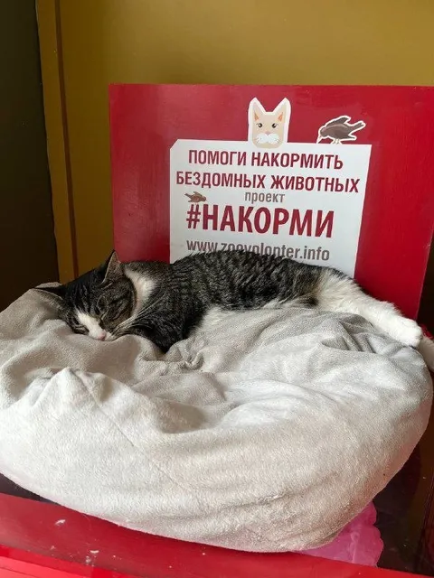 Кот Джинни из котокафе — фото 9