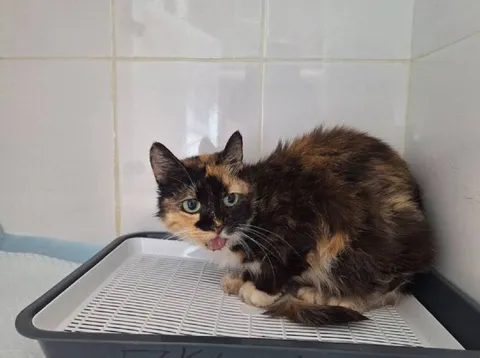 Кошка Пуша из котокафе — фото 2