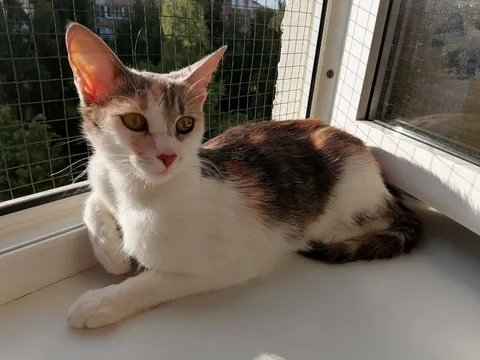 Кошка Юша из котокафе — фото 3