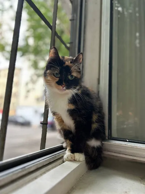 Кошка Пуша из котокафе — фото 1