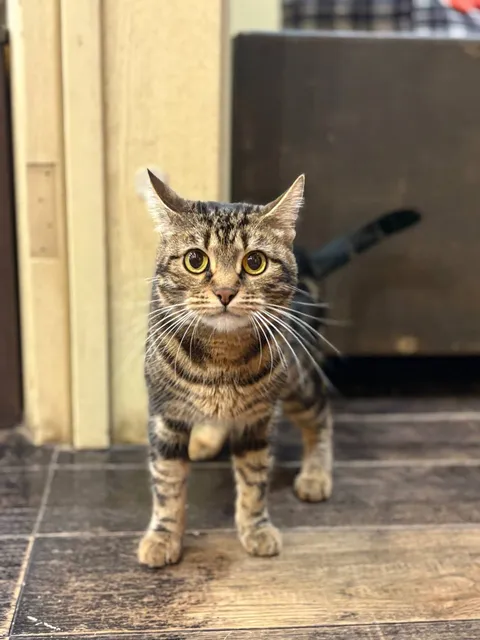Кошка Камыша из котокафе — фото 4