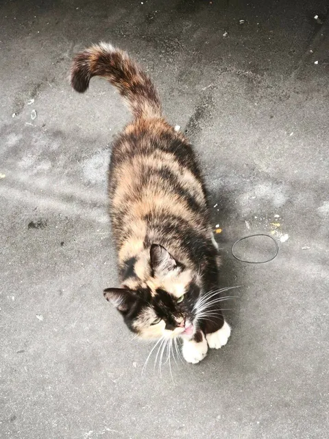 Кошка Пуша из котокафе — фото 3