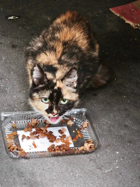 Кошка Пуша из котокафе — фото 4