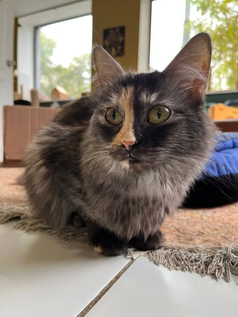 Кошка Айса из котокафе — фото 6