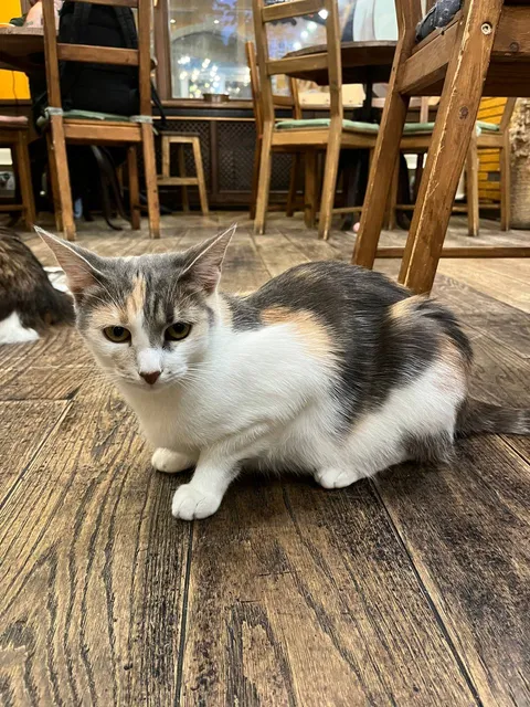 Кошка Юша из котокафе — фото 1