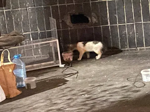 Кот Тюльпанчик из котокафе — фото 2