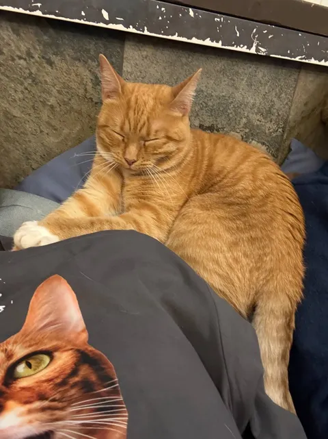 Кошка Касандра из котокафе — фото 6