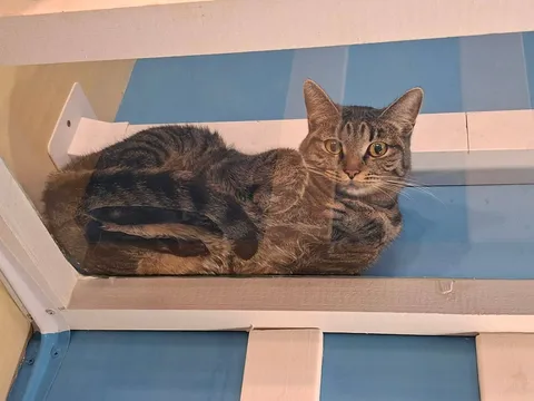Кошка Маша из котокафе — фото 2