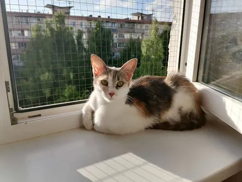 Кошка Юша из котокафе — фото 1