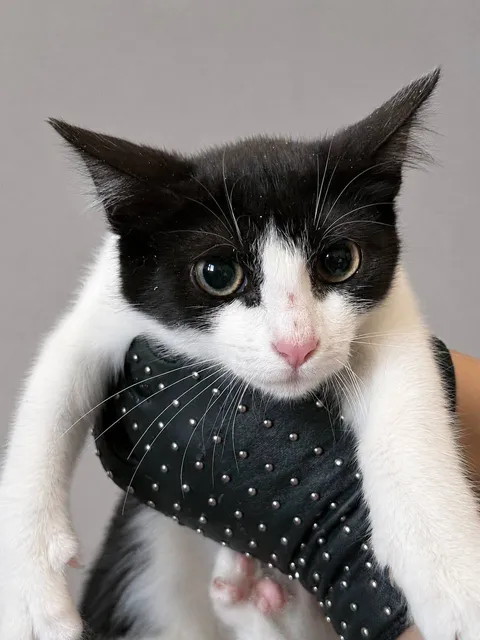 Кошка Лея из котокафе — фото 1