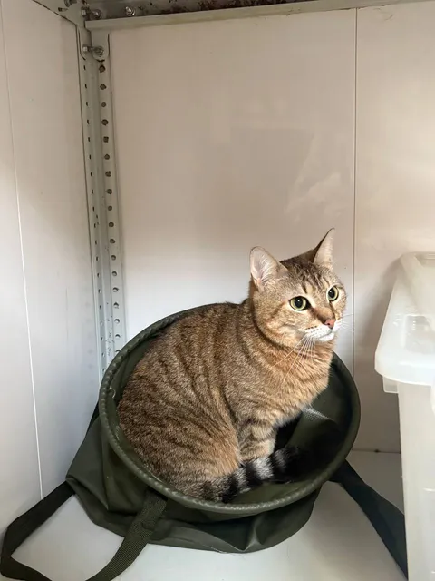 Кошка Ветлуга из котокафе — фото 2