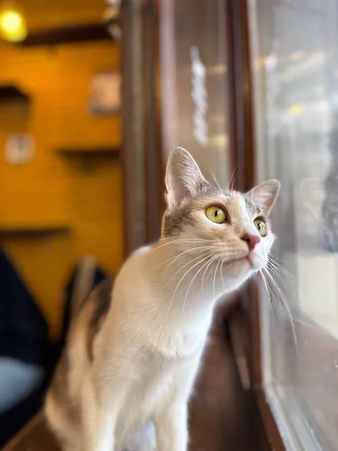 Кошка Юша из котокафе — фото 4