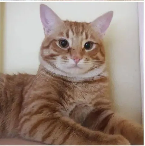 Кот Рычик из котокафе — фото 1