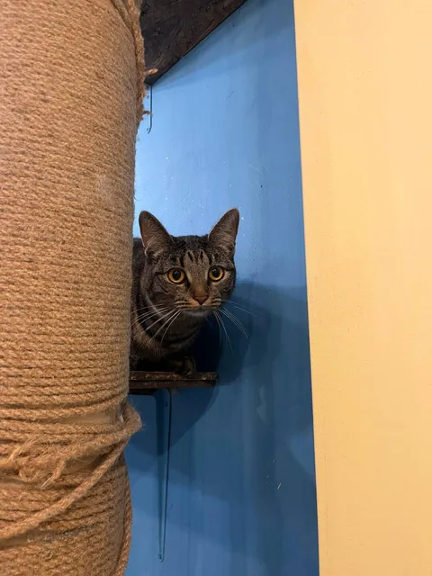 Кошка Маша из котокафе — фото 3