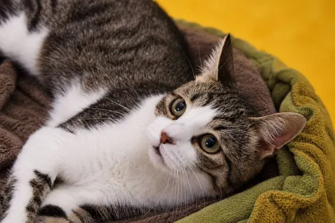 Кот Ярик из котокафе — фото 2