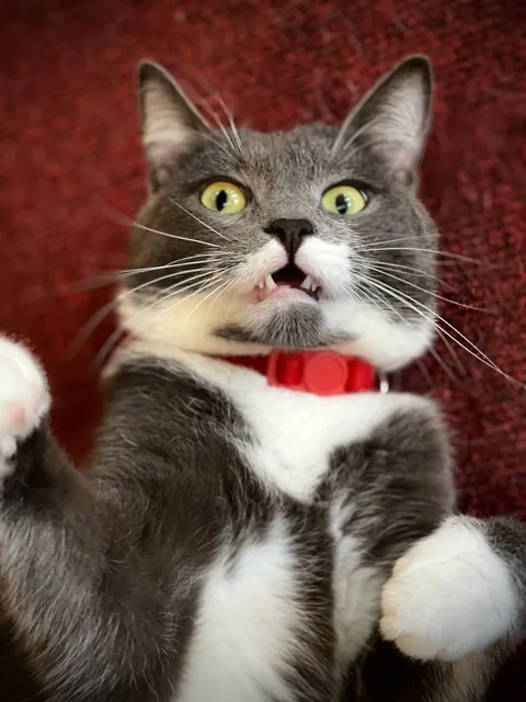 Кот Микки из котокафе — фото 4