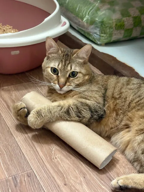 Кошка Ветлуга из котокафе — фото 1