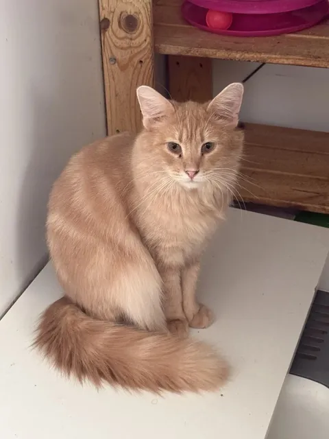 Кот Альберт из котокафе — фото 1
