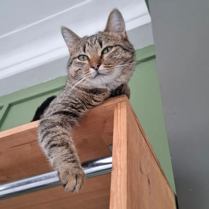 Антоновка