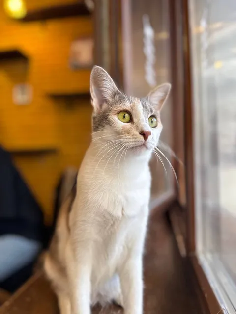 Кошка Юша из котокафе — фото 3