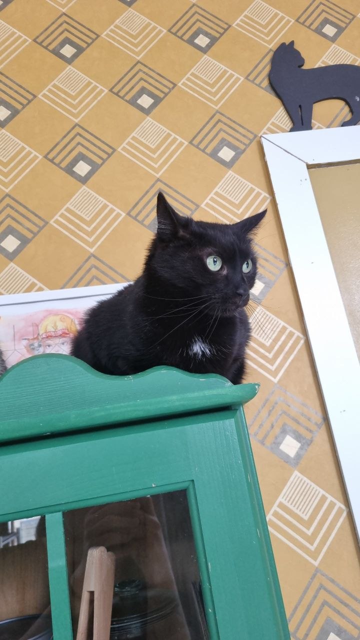 Стелла — фото 3