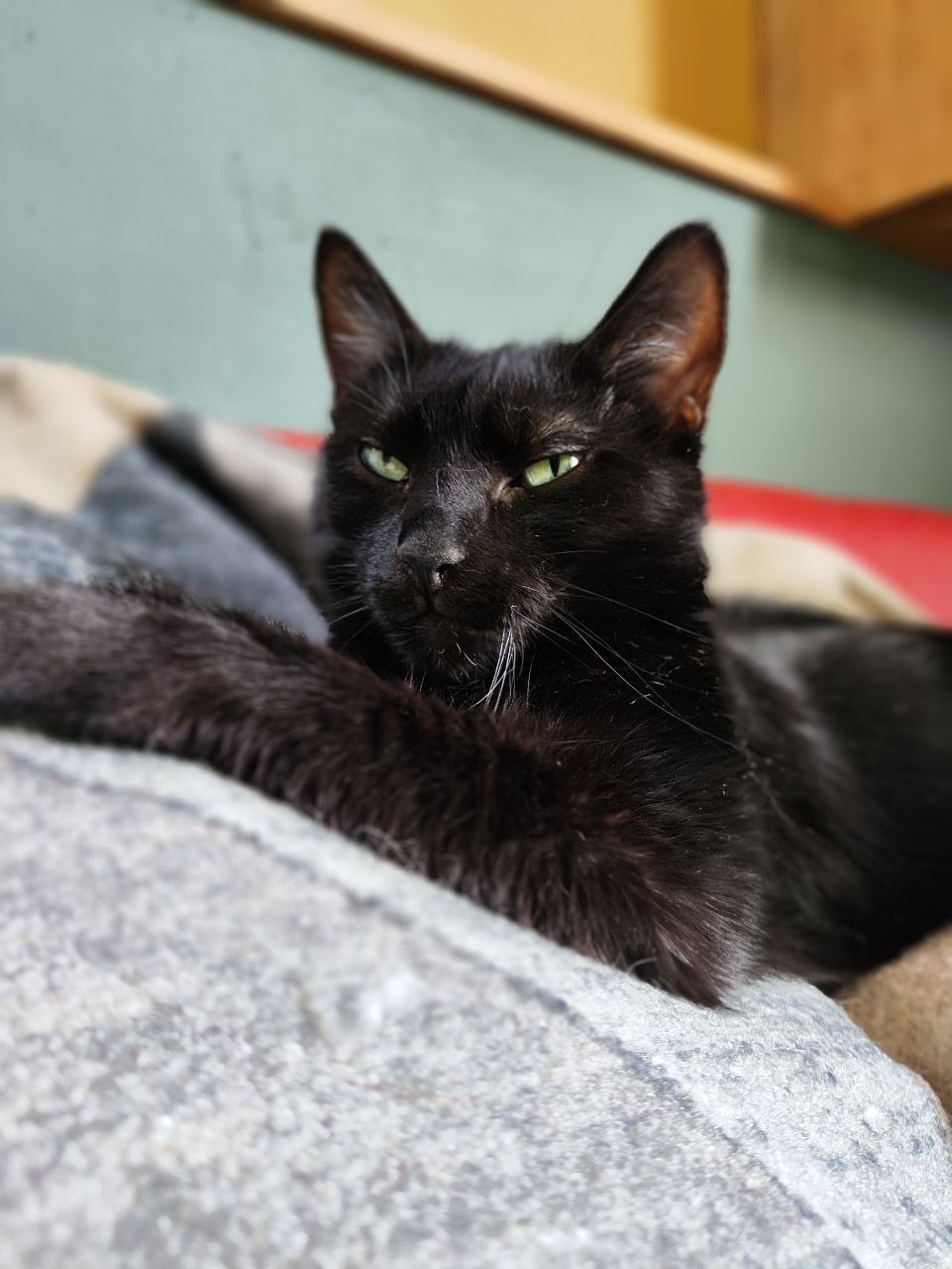 Стелла — фото 6
