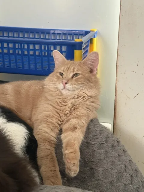 Кот Альберт из котокафе — фото 4