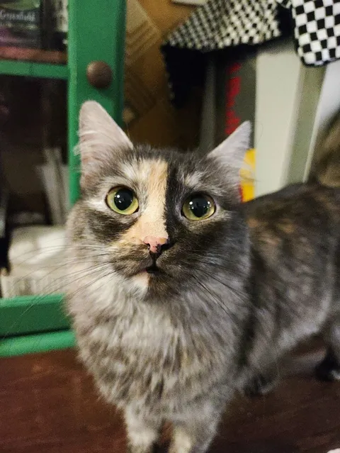 Кошка Айса из котокафе — фото 5