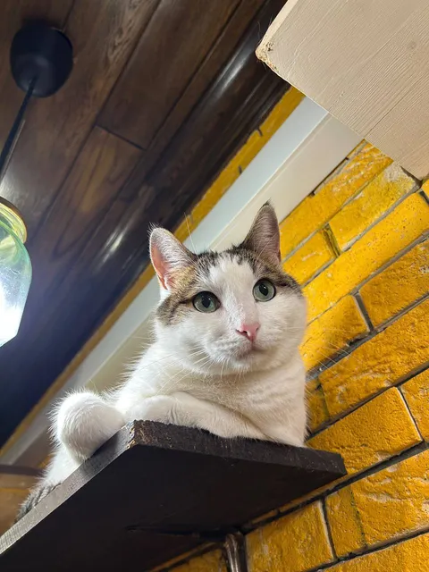 Кот Кефир из котокафе — фото 1