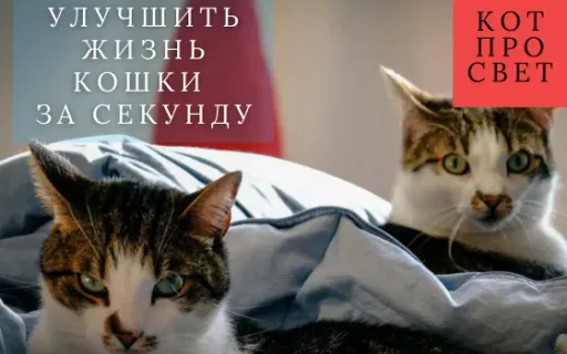 30 способов сделать жизнь кошки лучше за секунду