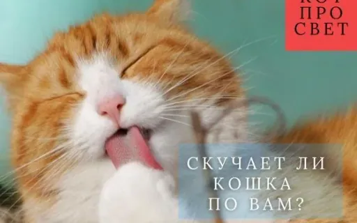 Что чувствует кошка, когда хозяин уходит из дома? Новые данные 2023–2025