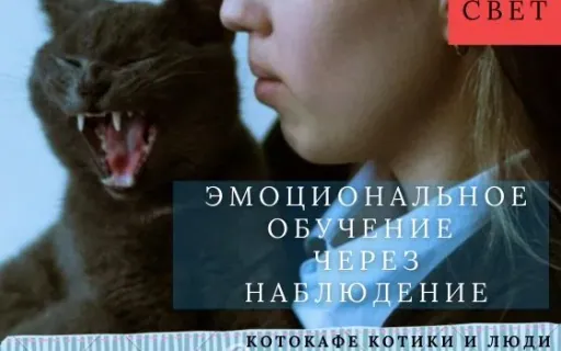 Эмоциональное обучение у кошек: как они считывают наши эмоции