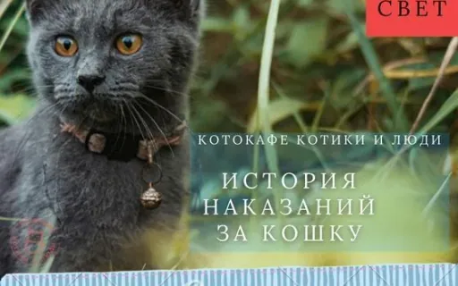 История защиты кошек: от смертной казни в Египте до уголовных статей XXI века