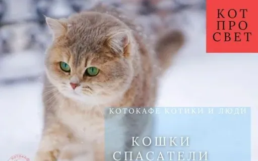 Как кошки спасают людей: научно-популярный обзор