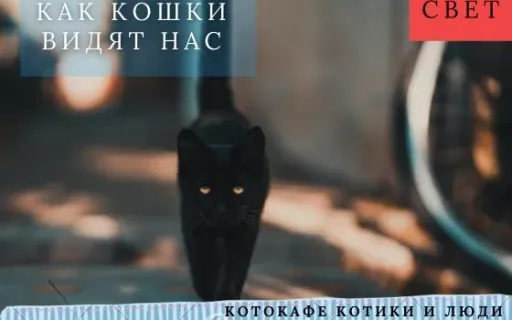 Как кошки видят нас на самом деле? Не так, как вы думаете.