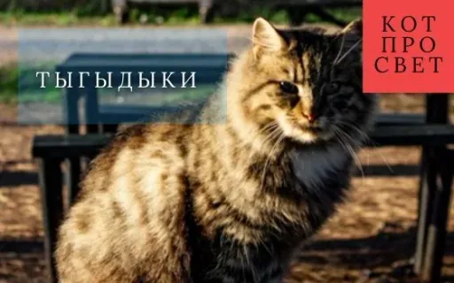 Кошачий тыгыдык: почему кошка резко носится по дому и что делать