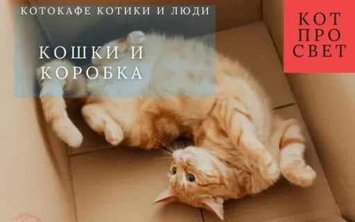 Кошка как средний хищник: почему коробки — их идеальная "крепость"