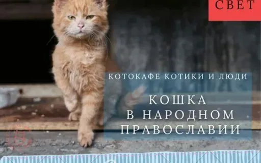 Кошки в народном православии