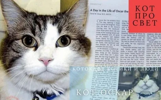 Оскар — кот, который предсказывал смерть и дарил утешение: история эмпатии и тишины