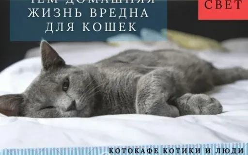 Почему домашняя жизнь вредна кошкам и как это исправить