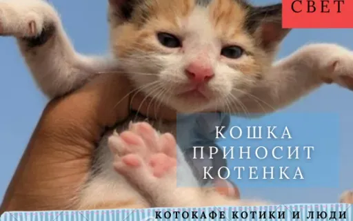 Почему кошка приносит котёнка человеку?